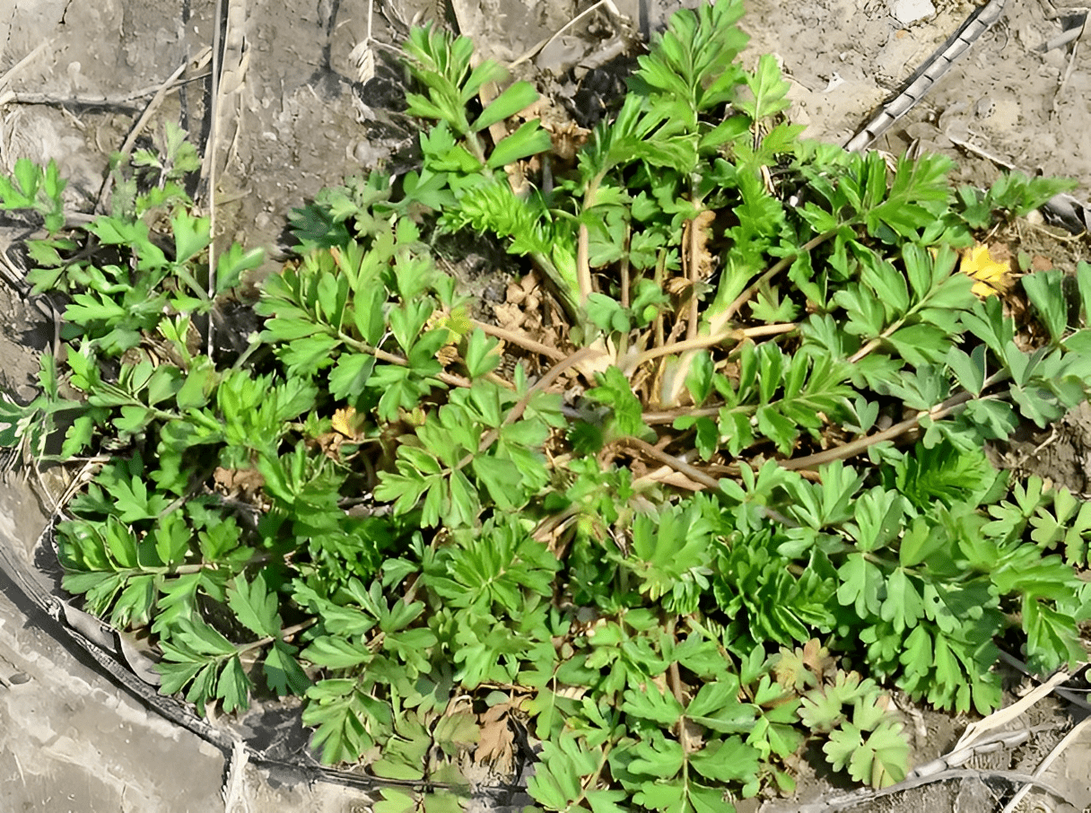 老人叫它野香菜,如今价值胜过感冒草,你可知道_鸡毛_植物_花友