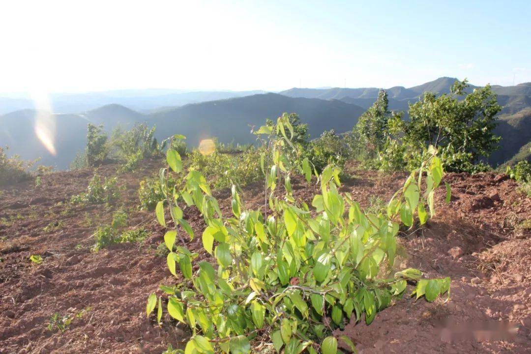 雲南大理祥雲特產天峰雀嘴茶_檢測_山泉_圖文