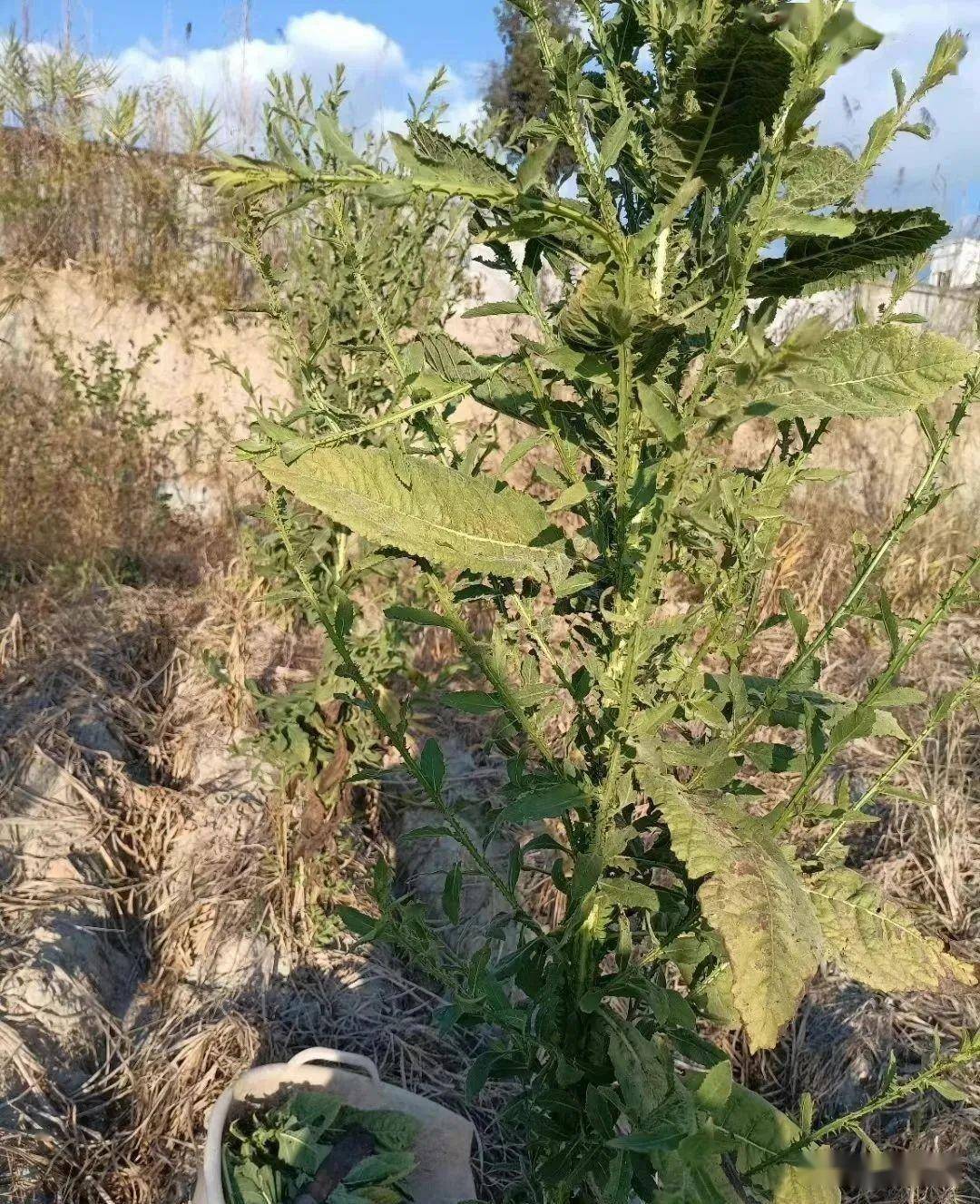 灵丹草合剂图片