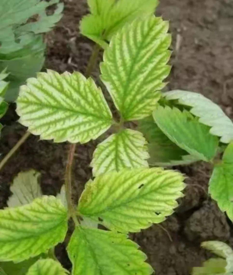 草莓植株叶片失绿,黄化呈斑驳状,是病虫害所致吗?缺铁症就如此