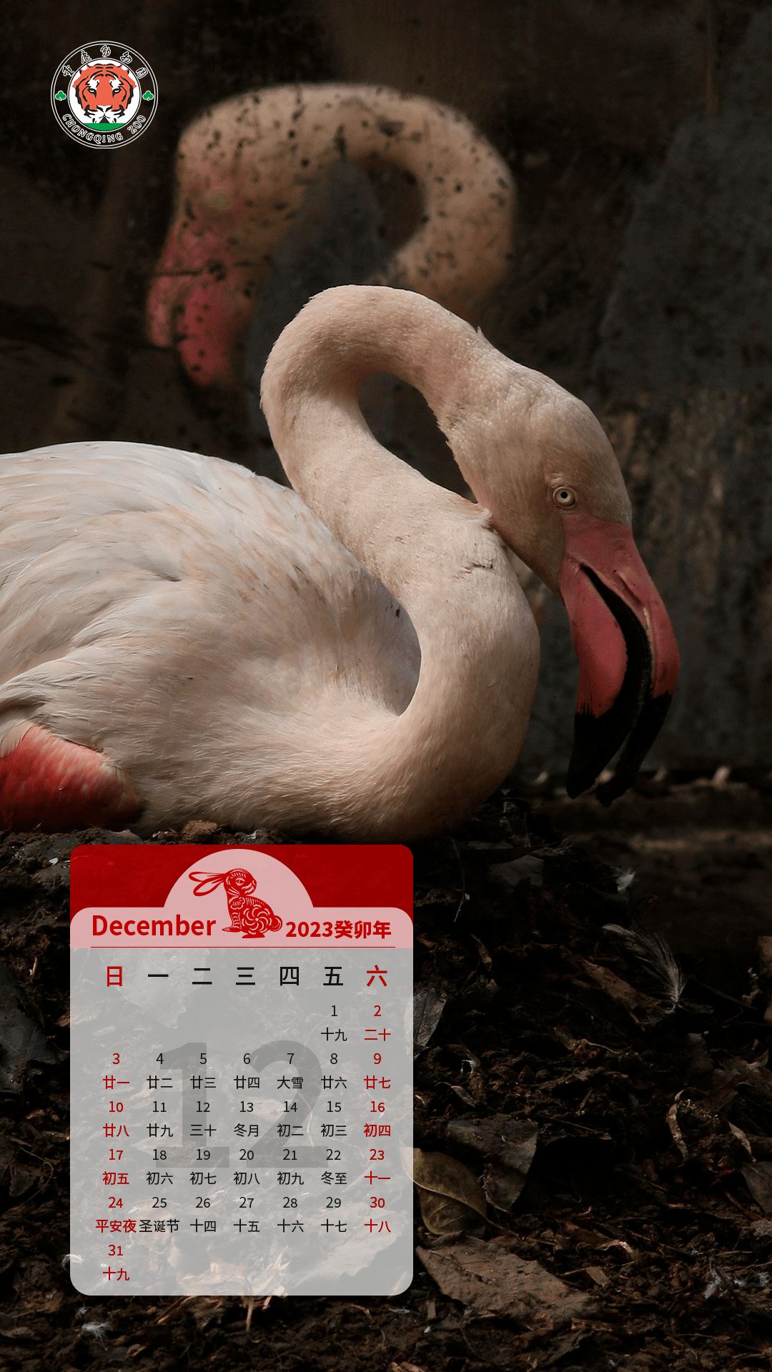 2023年,重庆动物园的小萌崽们送来专属日历壁纸!_城市_报告_内容