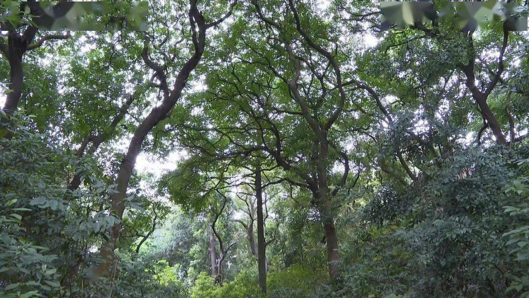 格木:百折不挠的“硬汉”_树种_应用_我国