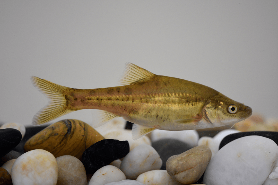sinocyclocheilus multipunctatus多斑金线鲃宽头林氏鲃,俗称"土鱼"