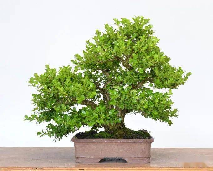 养了10年的黄杨盆景,开价就是6位数,是不想卖还是真的值?