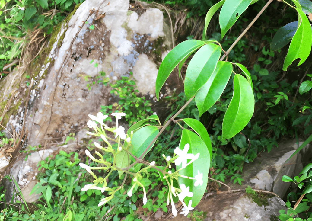 破骨风草药图片大全图片