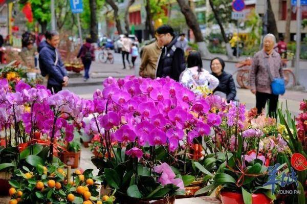 广州传统花市回归！11区2023年迎春花市安排都在这里了