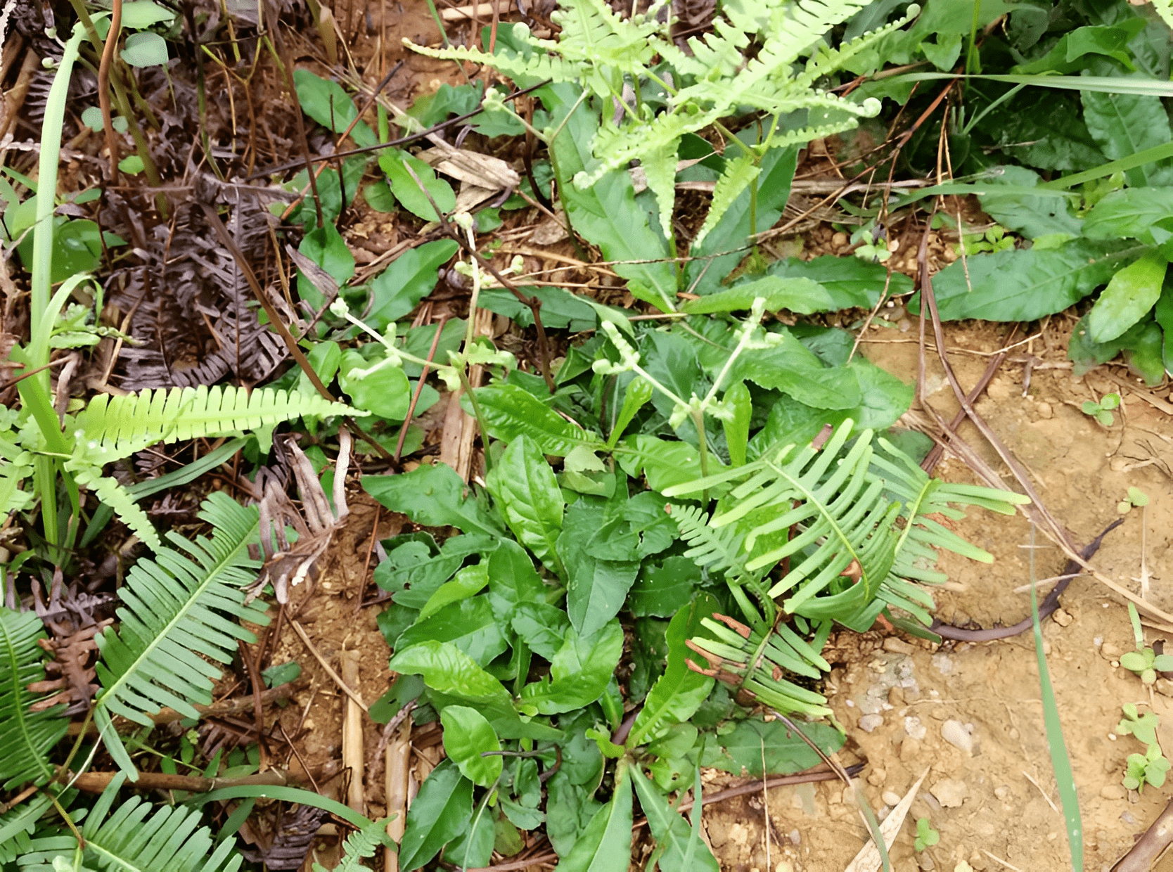 馬齒莧,鼠麴草,鴨跖草,石橄欖,鵝不食草,野甘草等,它們都是很有價值的