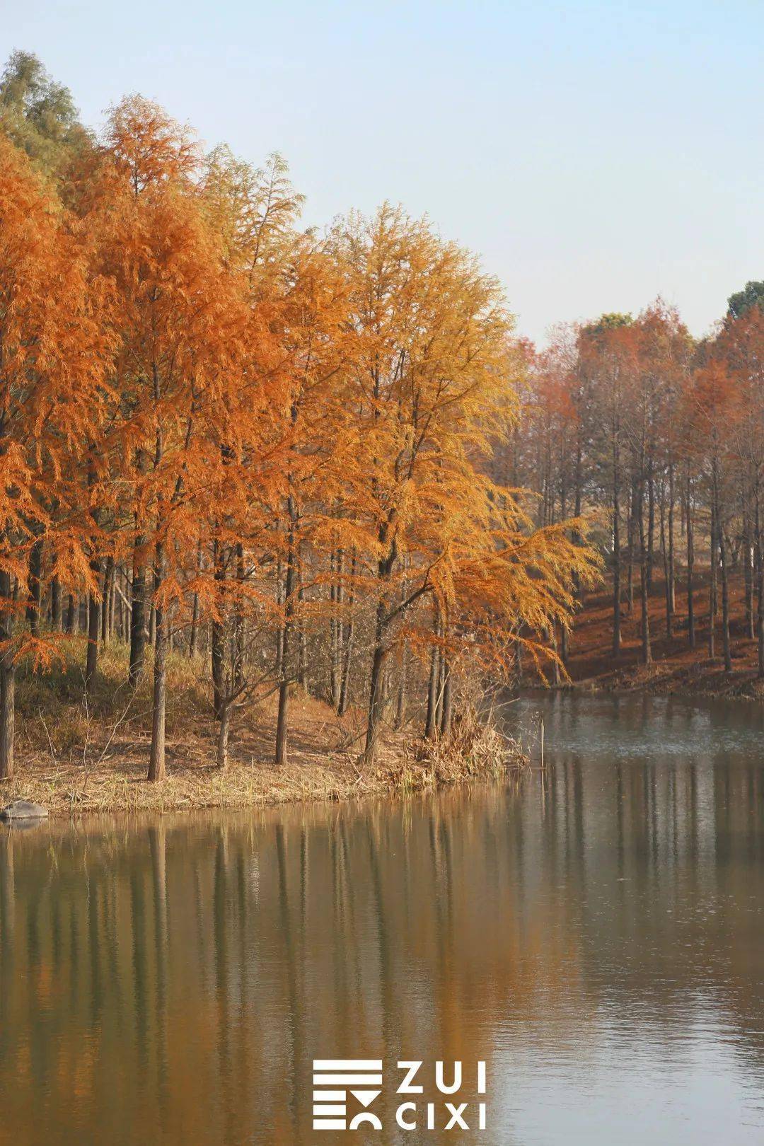 大草坪!我太爱慈溪这个公园了……_树杈_蓝天_落叶