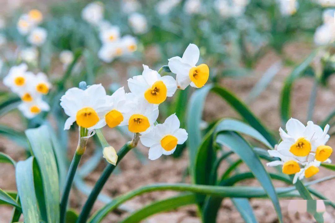 平潭水仙花图片