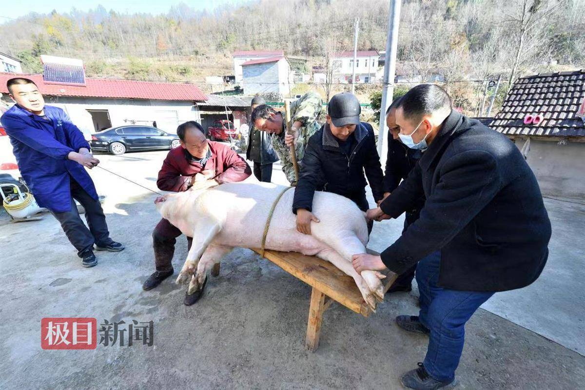 湖北保康：杀好大年猪，过上幸福年_杨承全_村民_肥猪