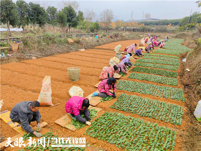 【新春Kaiyun 开云走基层】一叶茶“出圈”记 湄潭县连续三年位居中国茶业百强县榜首(图2)