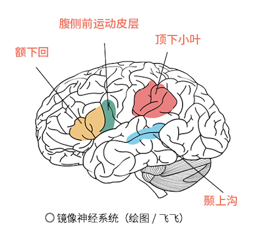 顶下小叶角回图片