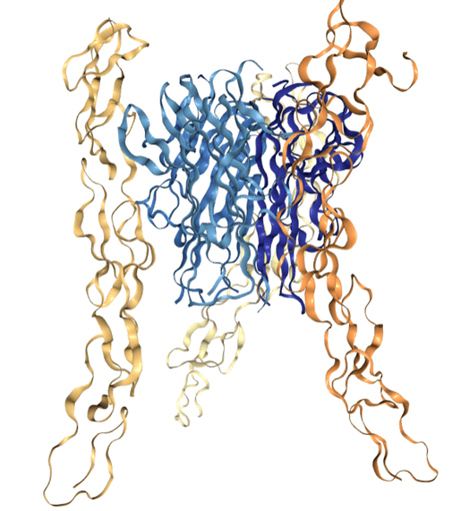 肿瘤坏死因子（ tumor necrosis factor ）