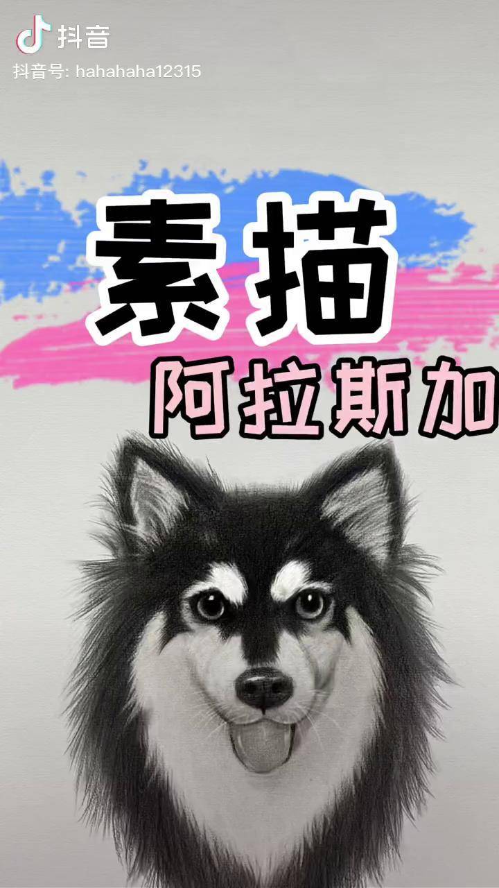 阿拉斯加狗狗头像️素描 素描动物 阿拉斯加 素描狗狗