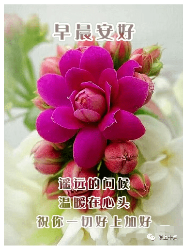 问候_心存_朋友