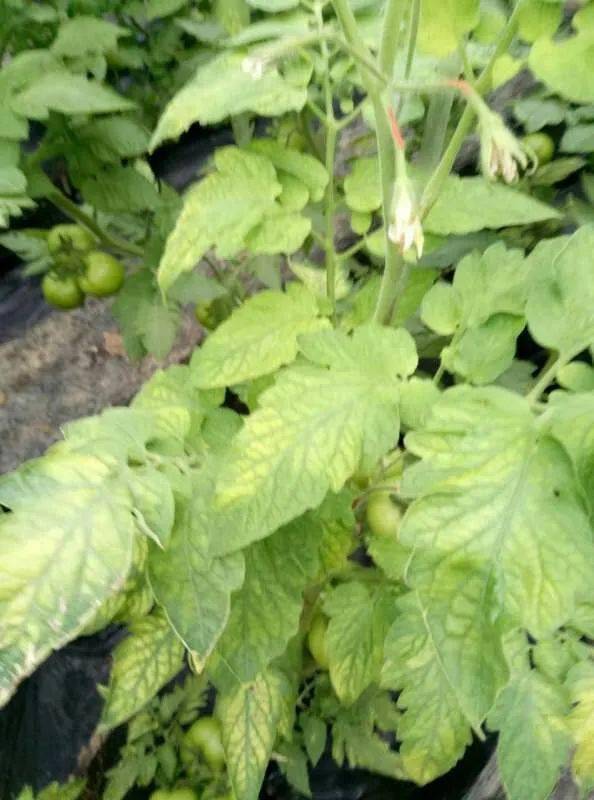 蔬菜叶片发黄治不好,对症下药花钱少!_植株_补充_情况