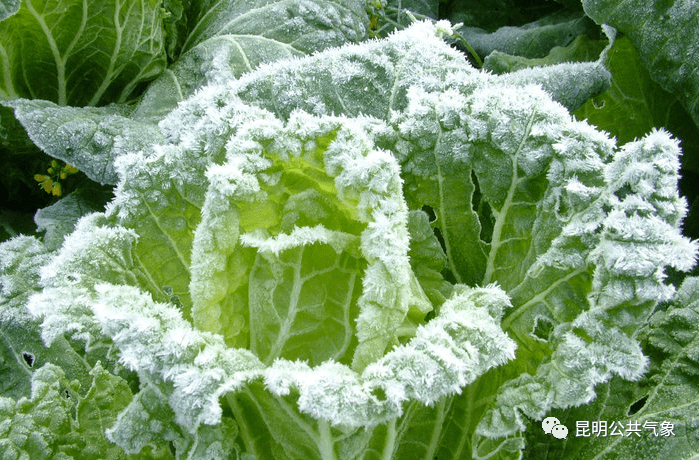 霜打蔬菜分外甜图片图片