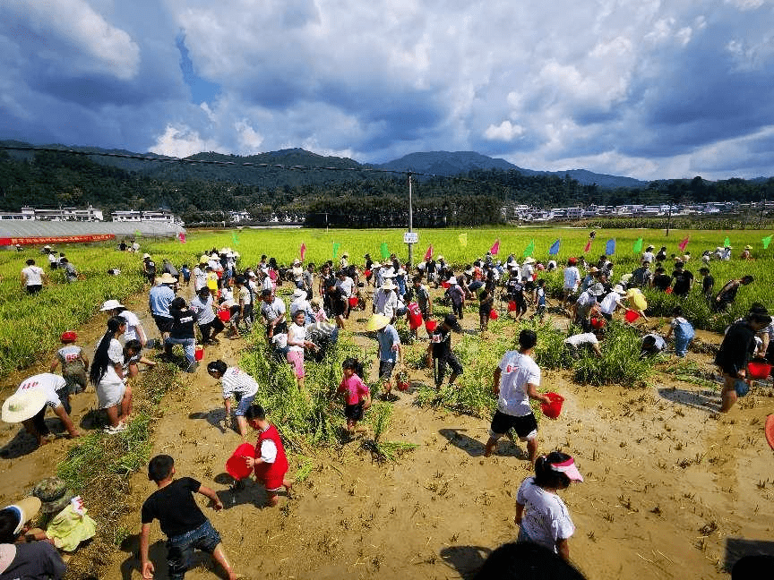 勐佑镇图片