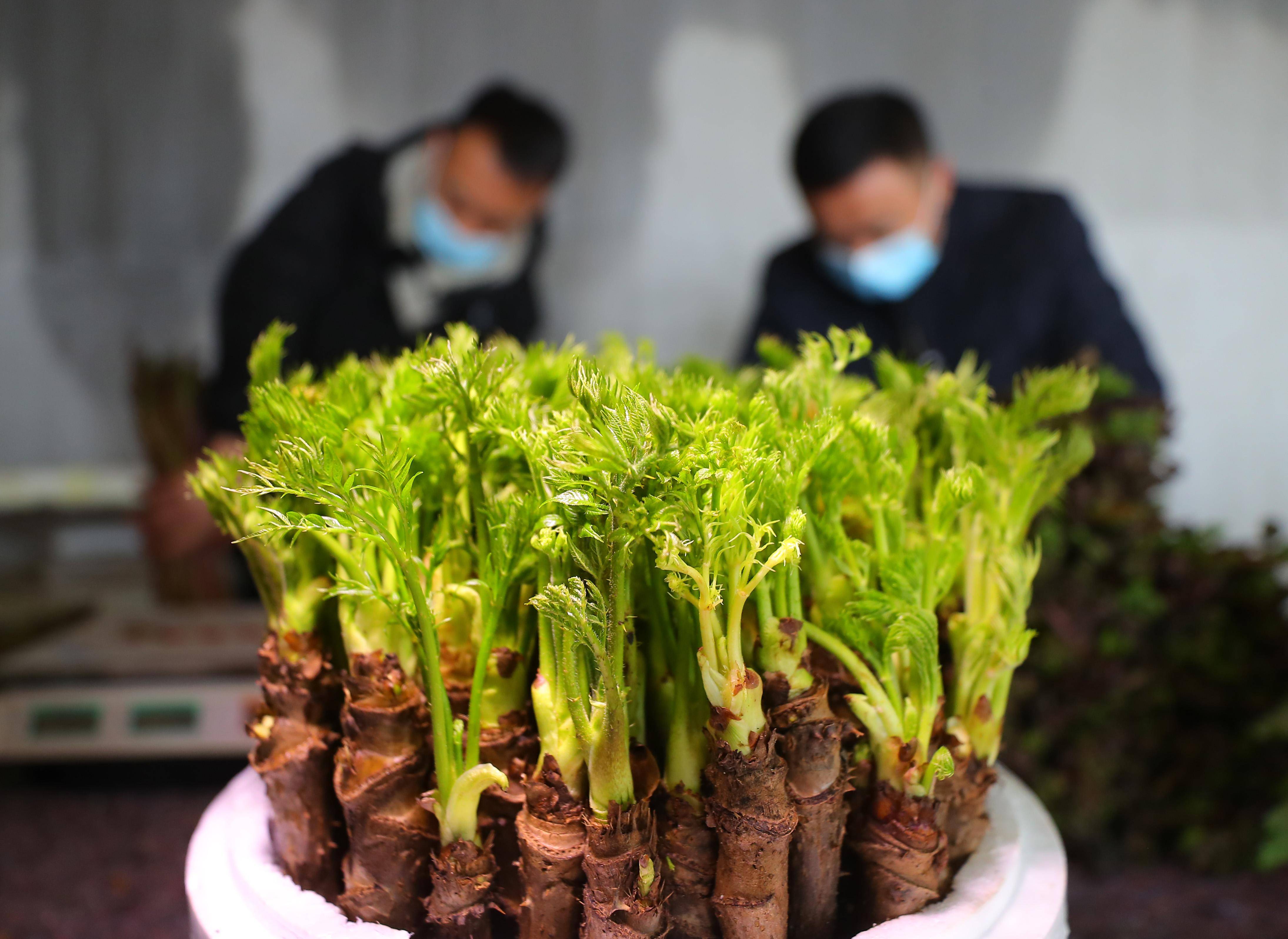 反季刺嫩芽成抢手年货——小村庄的山野菜"生金"记_郭丹_大棚_食用
