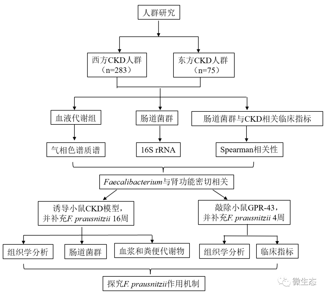 科研丨西安交大＆托莱多大学: 普拉梭菌通过丁酸盐-肾GPR43轴减轻慢性肾脏病(国人佳作)