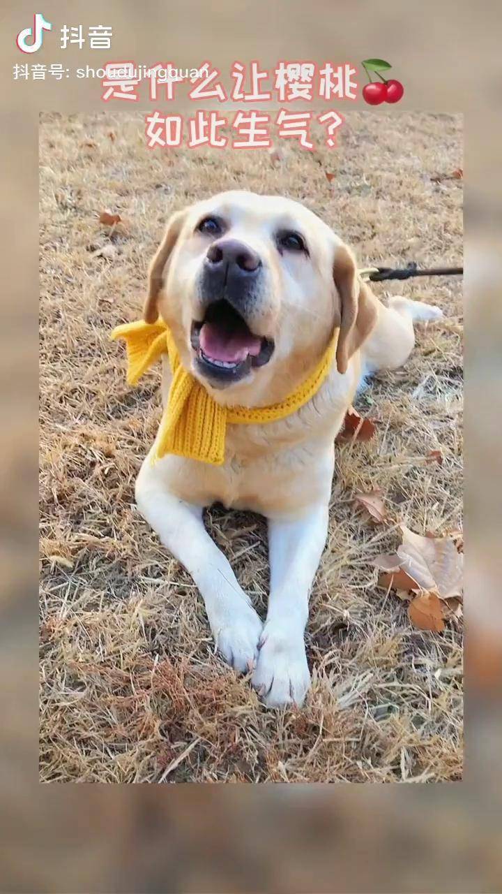 今日更新黏人的樱桃警犬 警犬训导员警色