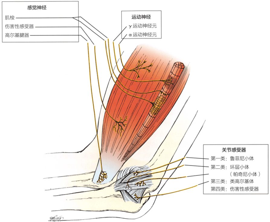 肌肉感受器与疼痛_高尔基_张力_变化
