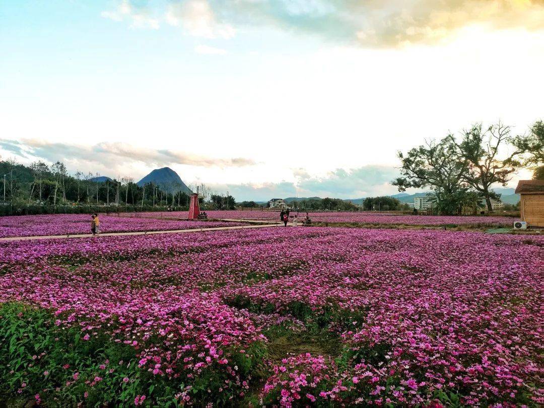 韶关这片网红"粉色花海"又要刷屏了!