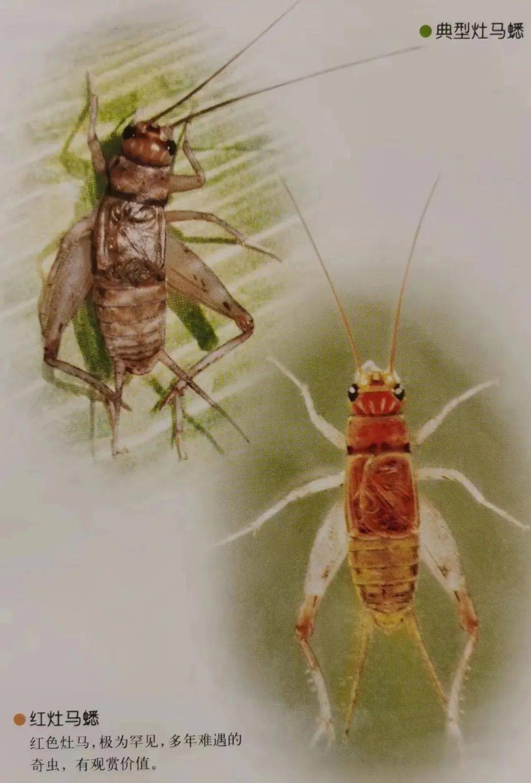 赛先生在线 | 小年,从祭灶说到两种灶马_昆虫_灶王爷_蟋蟀