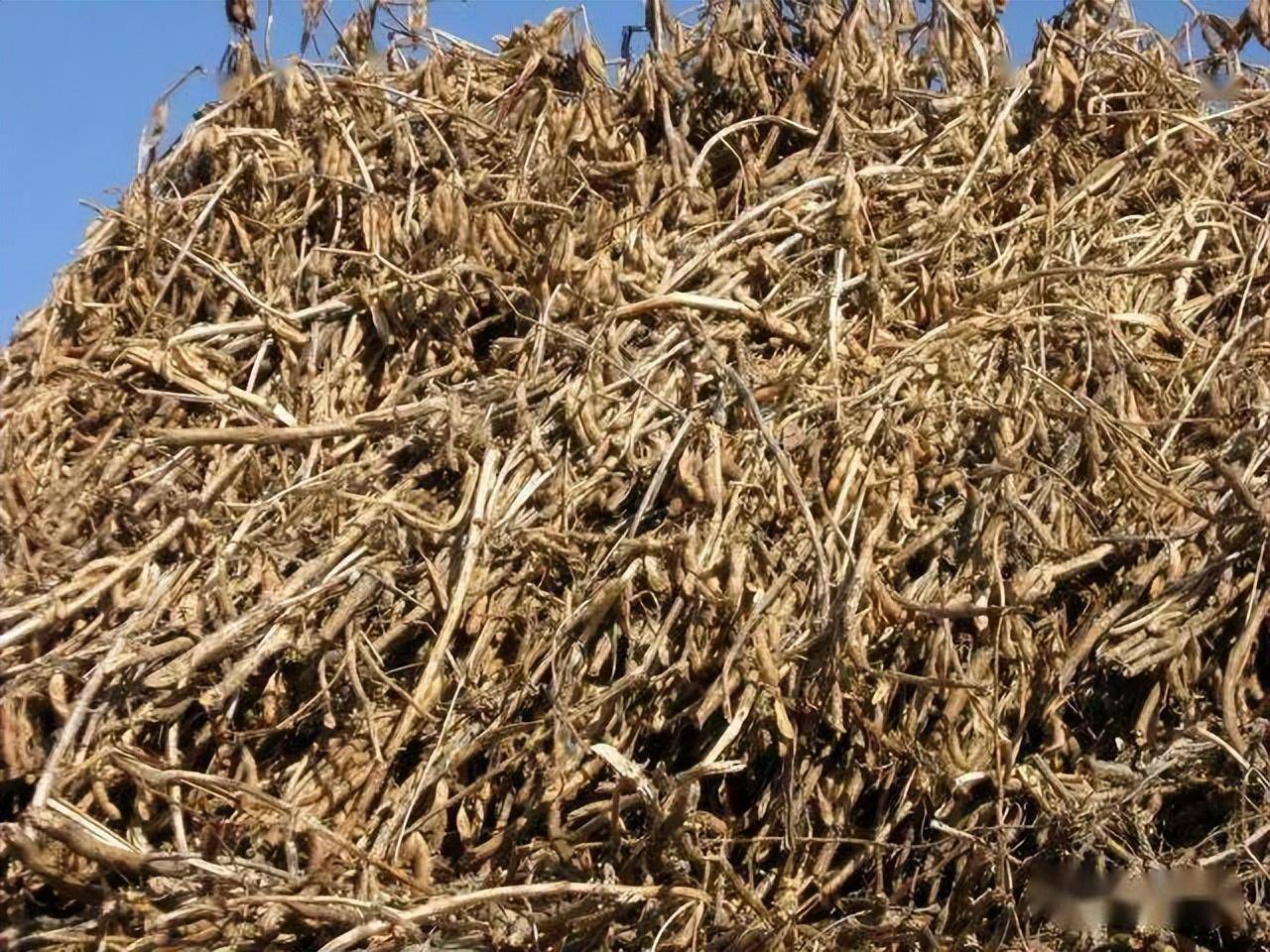 大豆秸秆含有最丰富的蛋白质,合理加工,能省饲料_含量_叶片_豆类