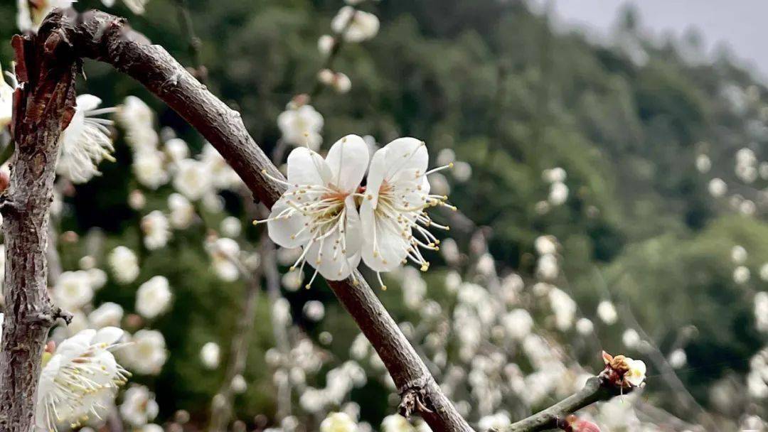 梅花盛放山野,白雪皑皑惹人醉