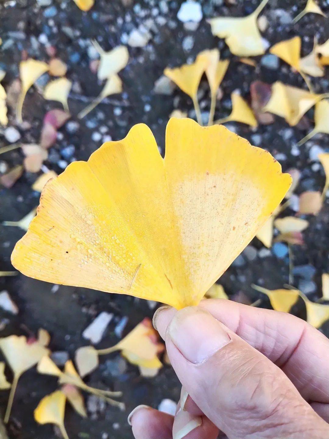 百侯记忆银杏随想
