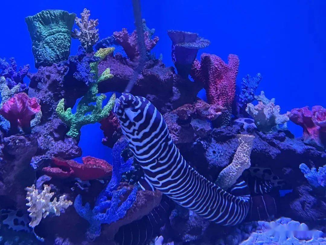 omg海洋部落,亚奥家门口的超大水族馆,快来玩!_活动_区域_带回家