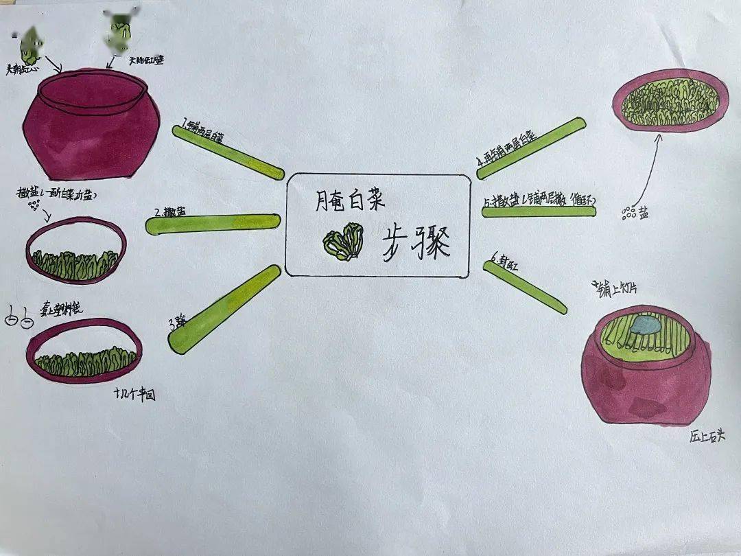 白菜生长过程思维导图图片