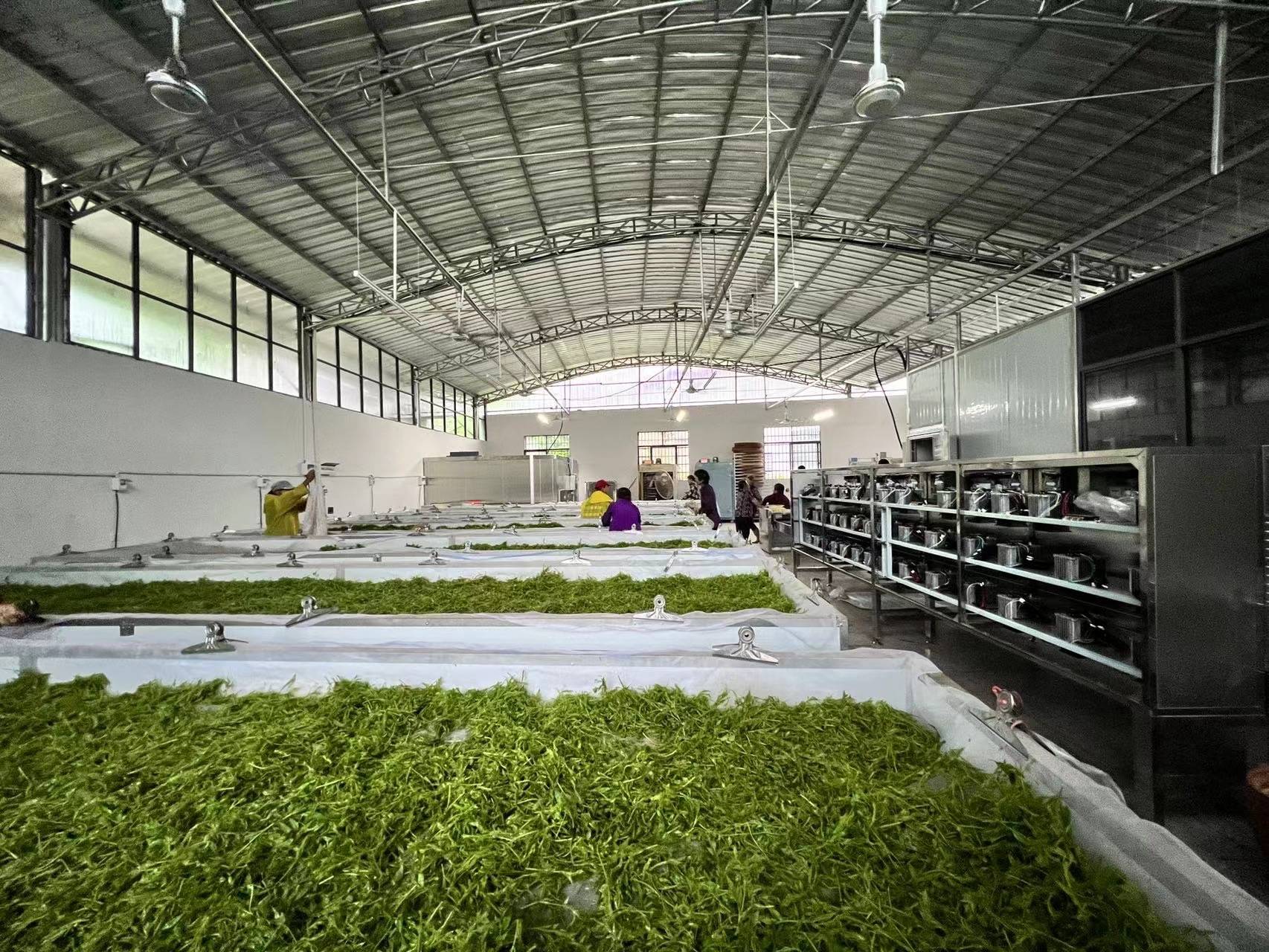 (受访者供图)寒冬腊月,本是莓茶种植的闲时,但李春燕丝毫不敢放慢脚步