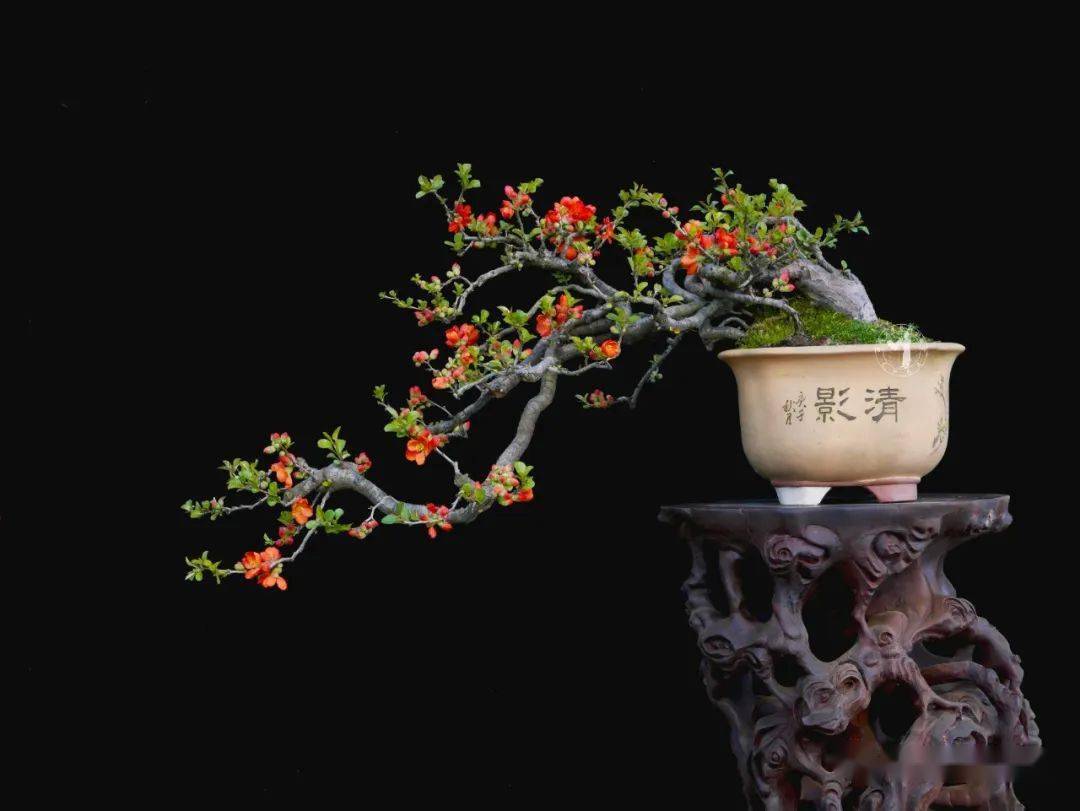贺春红 | 繁花似锦在新年_杜鹃_藏品_海棠