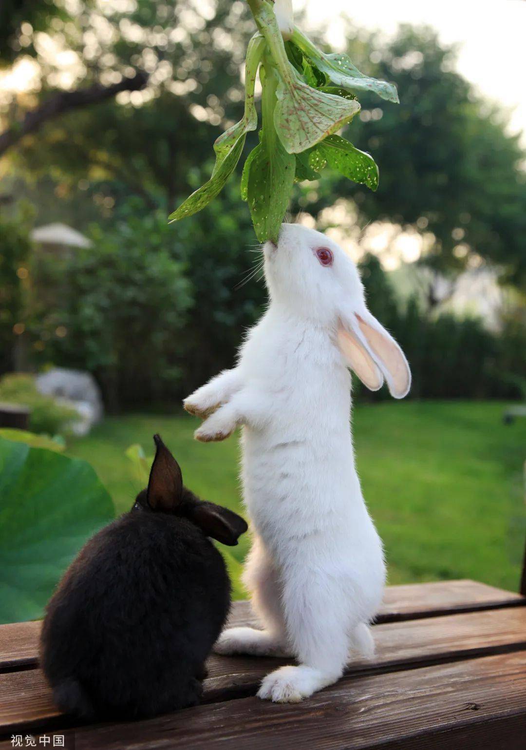 原来,你是这样的兔兔!_兔子_世界_安徽