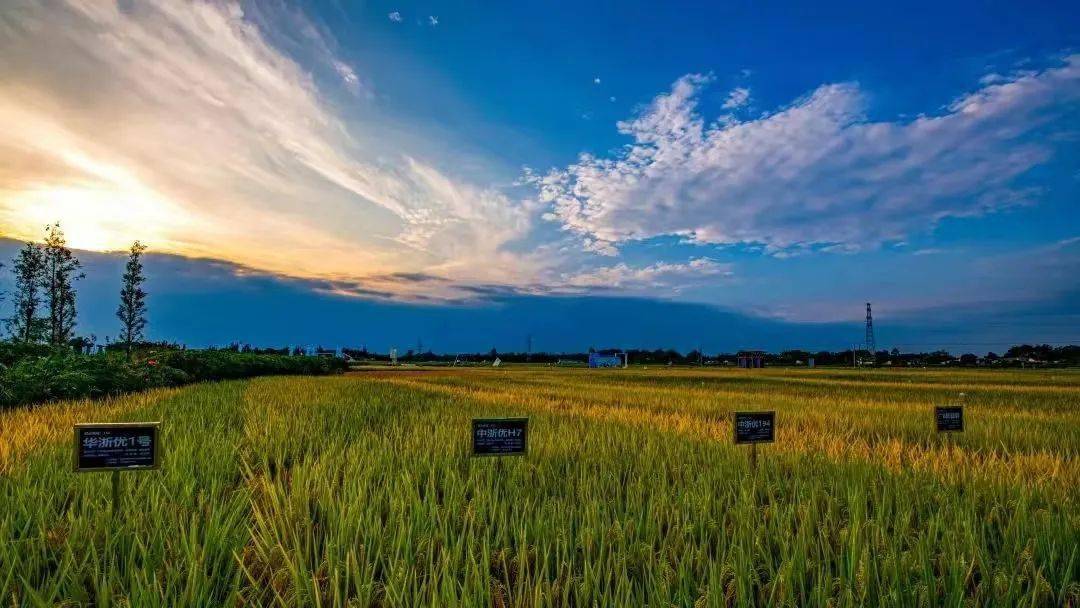 品种_发展_四川