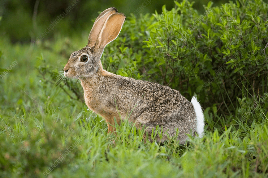 在校园飞奔的短耳兔是什么兔?华东师大新春科普来了