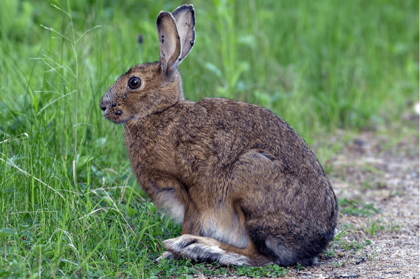 在校园飞奔的短耳兔是什么兔?华东师大新春科普来了