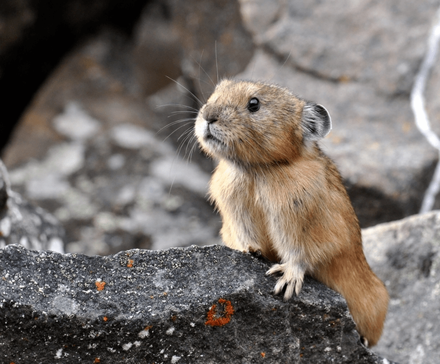 在校园飞奔的短耳兔是什么兔?华东师大新春科普来了