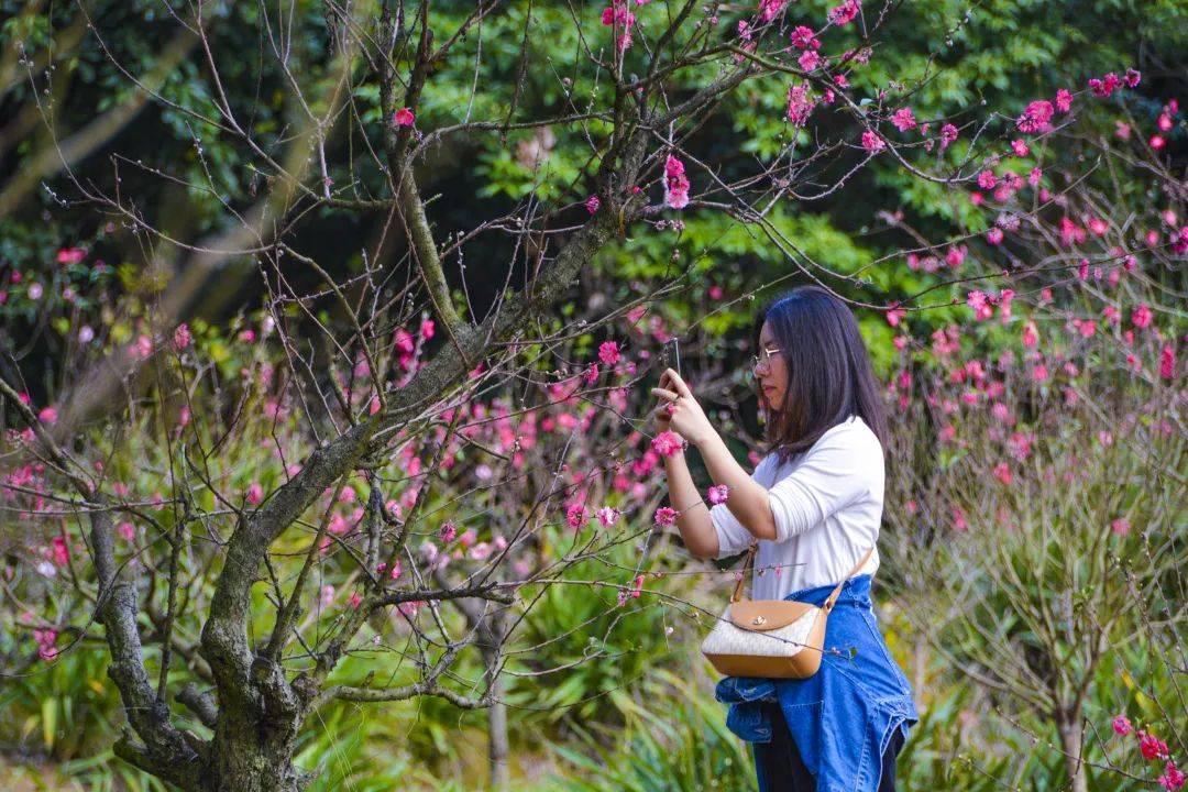 桃花绝美盛放！N条南海新春旅游线路等你解锁→