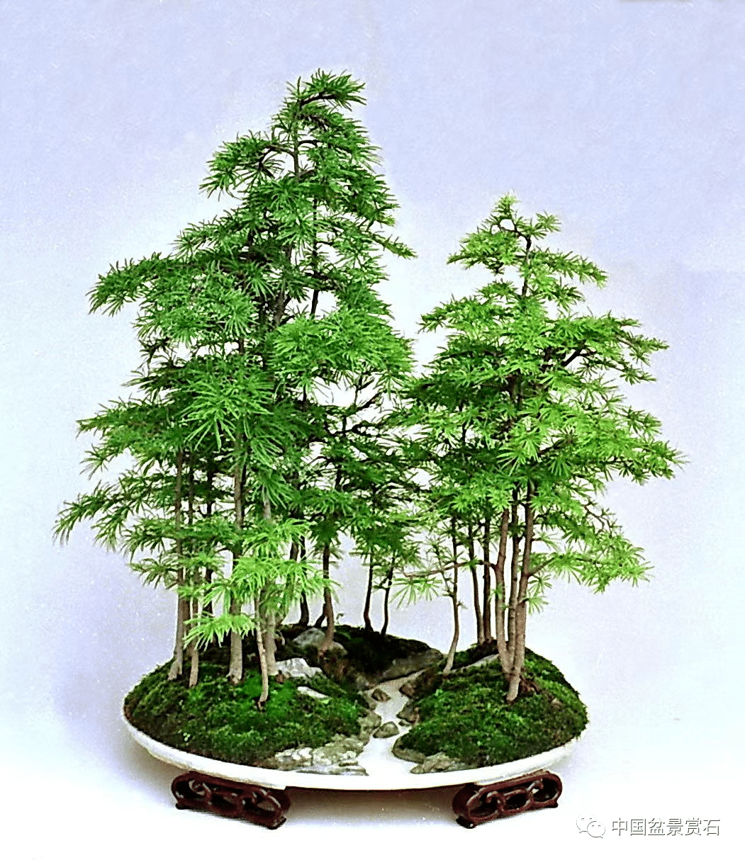 大年初五 | 接财纳福四种树_榆树_cm_作品