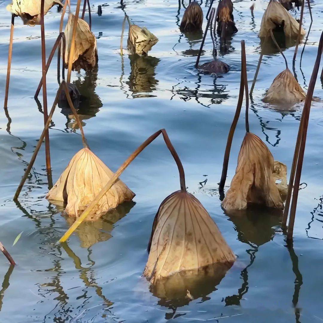 江夏主薄——枯荷,生命尽头的苍凉之美_荷叶_荷花_池塘