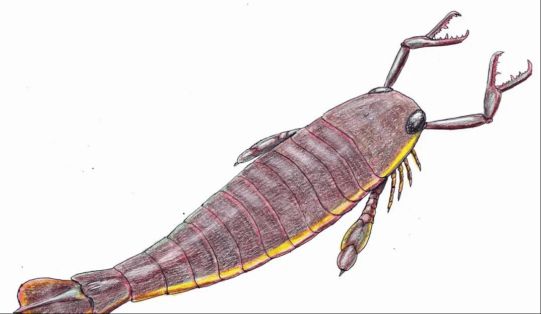 海中之霸板足鲎与此同时,志留纪靠着短暂统治海洋的板足鲎(又称海蝎)