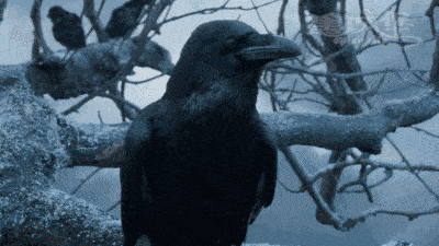 趣汗青丨有“灭亡”意味的乌鸦，为什么被英国人当成宝？