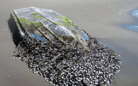 "地狱美食"藤壶,到底多可怕?让鲸鱼痛苦不堪……_寄生_海龟_船只