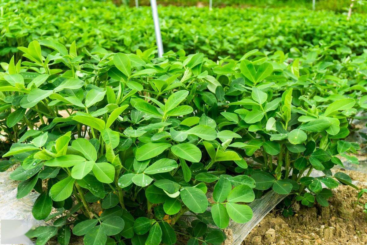 致富经花生秧(致富经花生种植视频)
