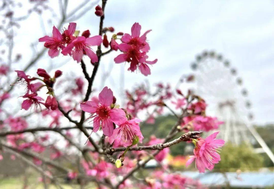 文明旅游 | 赏花合理时！带上文明到南宁那些公园打卡你喜好的春天色彩