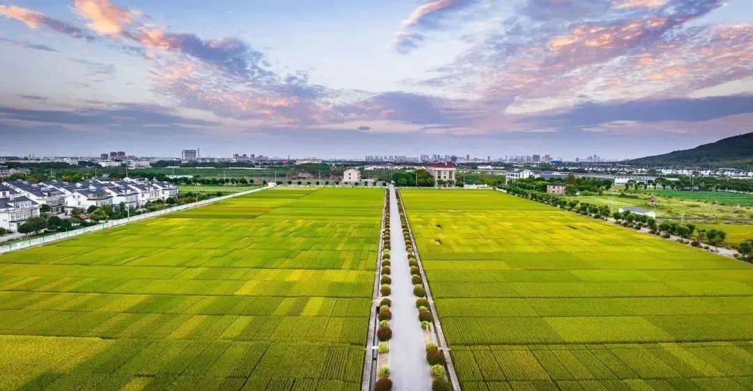 常福街道水稻种植面积约2.