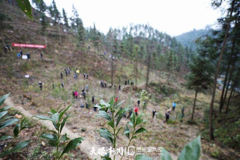 贵州：勤奋让“推窗见绿、出门见景”成为生活标配